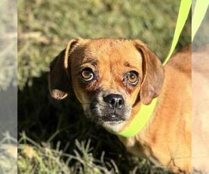 Chihuahua-Unknown Mix Dogs for adoption in Yardley, PA, USA