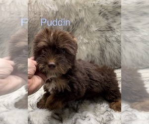 Yorkshire Terrier Puppy for sale in AZLE, TX, USA