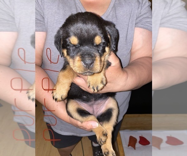 Medium Photo #5 Rottweiler Puppy For Sale in AIKEN, SC, USA