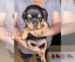 Small Photo #5 Rottweiler Puppy For Sale in AIKEN, SC, USA