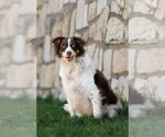 Small #3 Border-Aussie