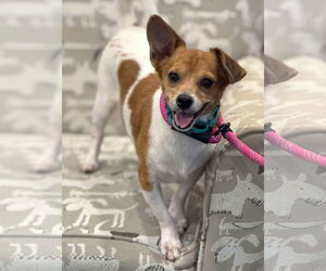 Chihuahua Dogs for adoption in Boonton, NJ, USA