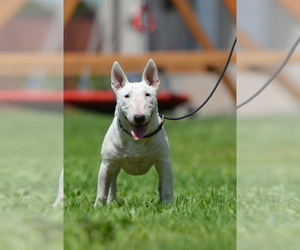 Miniature Bull Terrier Dog for Adoption in Kiskoros, Bacs-Kiskun Hungary