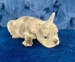 Small Photo #10 French Bulldog Puppy For Sale in EAGLE RIVER, AK, USA