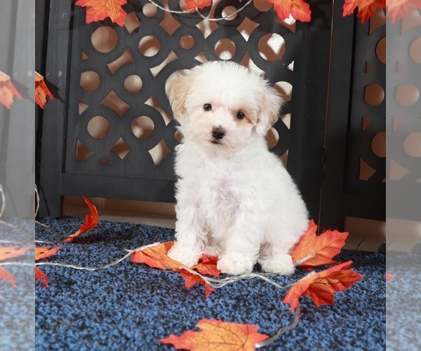 Medium Photo #1 Bichpoo Puppy For Sale in MOUNT VERNON, OH, USA