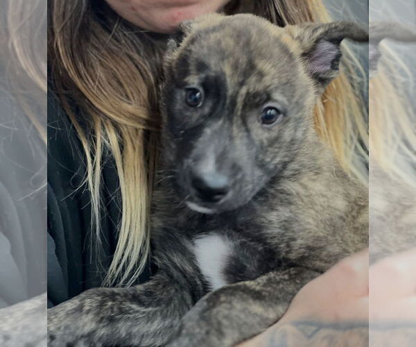 Medium Photo #5 Mutt Puppy For Sale in Dana Point, CA, USA