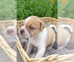 Small Photo #7 American Bulldog Puppy For Sale in SAINT CATHARINE, MO, USA