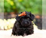 Small #4 Yorkipoo