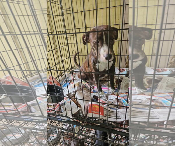 Medium Photo #2 French Bulldog-Whippet Mix Puppy For Sale in Virginia Beach, VA, USA