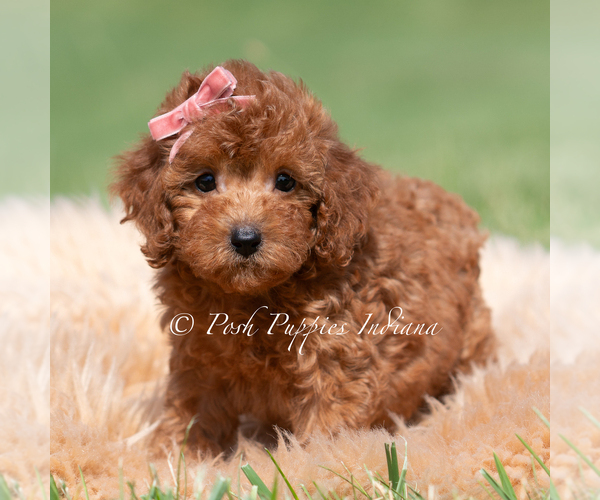 Medium Photo #3 Maltipoo (Miniature) Puppy For Sale in WARSAW, IN, USA