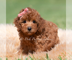 Small Photo #81 Maltipoo (Miniature) Puppy For Sale in WARSAW, IN, USA