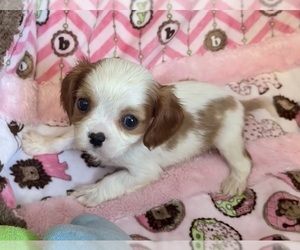 Cavalier King Charles Spaniel Puppy for sale in BROOKLYN PARK, MN, USA