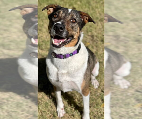 Medium Photo #2 Mutt Puppy For Sale in Great Bend, KS, USA