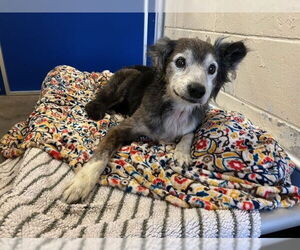 Pomeranian Mix Dog for Adoption in Ocala, Florida USA