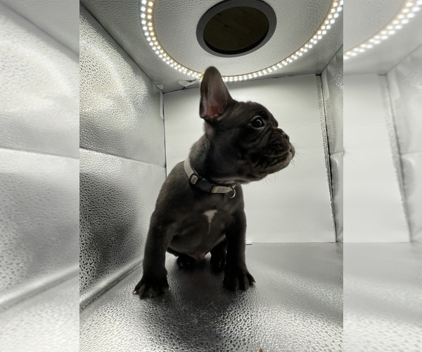 Medium Photo #13 French Bulldog Puppy For Sale in CLEARWATER, FL, USA