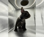 Small Photo #13 French Bulldog Puppy For Sale in CLEARWATER, FL, USA