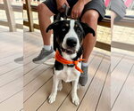 Small #1 Siberian Husky Mix