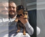 Puppy Black Raspberry Rottweiler