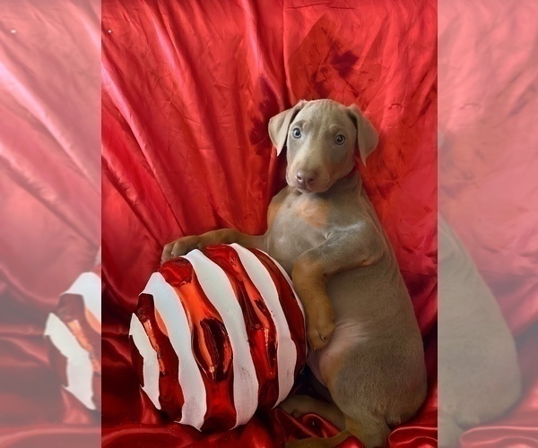Medium Photo #26 Doberman Pinscher Puppy For Sale in YUCCA VALLEY, CA, USA