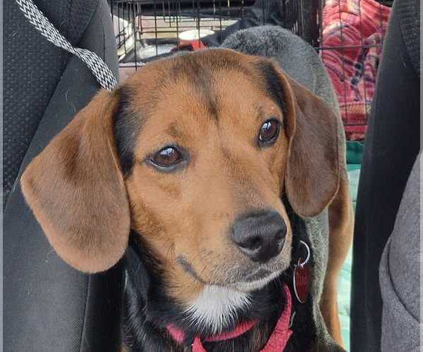 Medium Photo #9 Beagle-Unknown Mix Puppy For Sale in Dunnellon, FL, USA
