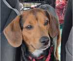 Small #8 Beagle Mix