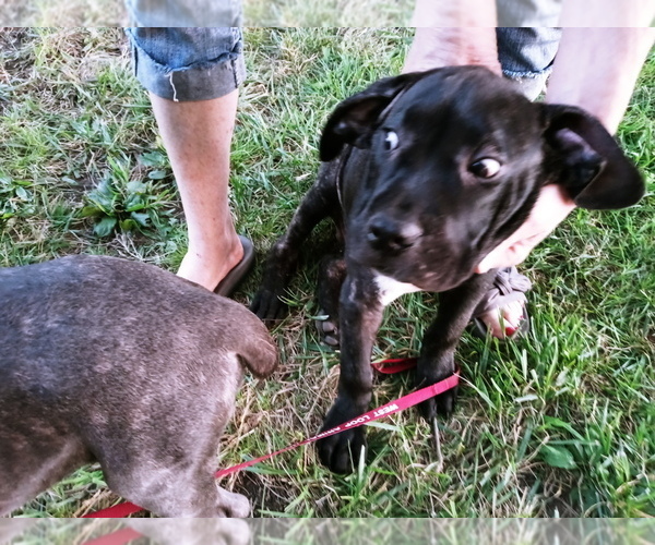Medium Photo #4 Cane Corso Puppy For Sale in SPRINGFIELD, MO, USA