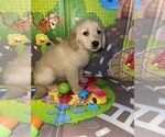 Small Photo #2 Golden Retriever Puppy For Sale in HOUSTON, TX, USA