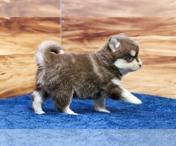 Medium Photo #2 Pomsky Puppy For Sale in TAMPICO, IL, USA