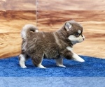 Small #1 Pomsky