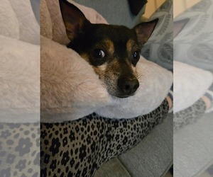 Chihuahua Dogs for adoption in Uwchlan, PA, USA