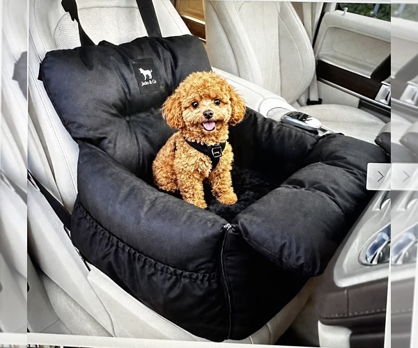 Medium Photo #1 Poodle (Toy) Puppy For Sale in SACRAMENTO, CA, USA