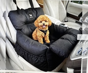 Poodle (Toy) Puppy for sale in SACRAMENTO, CA, USA