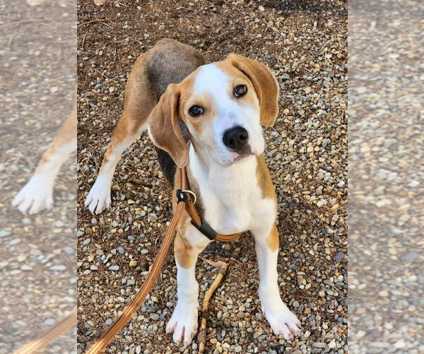 Medium Photo #1 Mutt Puppy For Sale in Hilton Head, SC, USA