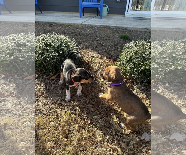 Medium Photo #3 Mutt Puppy For Sale in Holly Springs, NC, USA