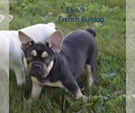 Puppy 1 French Bulldog