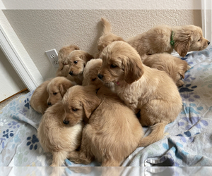 English Cream Golden Retriever Puppy for sale in FOUNTAIN, CO, USA