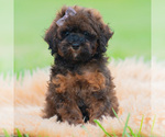 Puppy Pumpkin UABR Poodle (Miniature)