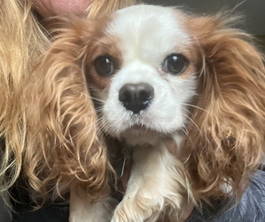 Father of the Cavalier King Charles Spaniel puppies born on 05/05/2026