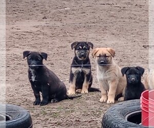 Malinois Puppy for sale in ANDALUSIA, AL, USA
