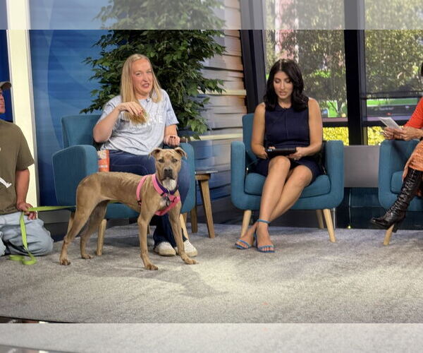 Medium Photo #6 American Bulldog-Unknown Mix Puppy For Sale in Princeton, MN, USA