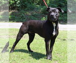 Small #1 Mutt