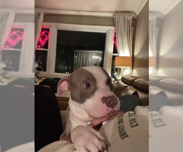 Medium Photo #5 American Pit Bull Terrier-Unknown Mix Puppy For Sale in Crete, IL, USA