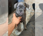 Small Photo #7 French Bulldog Puppy For Sale in TACOMA, WA, USA
