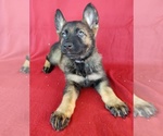 Small Photo #2 German Shepherd Dog Puppy For Sale in HOLDEN, MO, USA