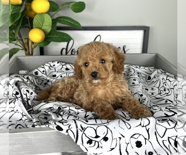 Medium Photo #6 Cavapoo Puppy For Sale in FRANKLIN, IN, USA