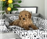 Small Photo #6 Cavapoo Puppy For Sale in FRANKLIN, IN, USA