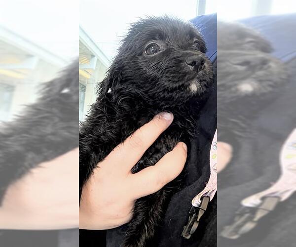 Medium Photo #2 Mutt Puppy For Sale in Houston, TX, USA