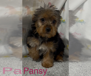 Yorkshire Terrier Puppy for sale in AZLE, TX, USA