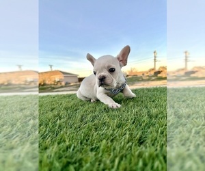French Bulldog Puppy for sale in CHARLOTTESVILLE, VA, USA