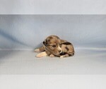 Small Photo #42 Bernedoodle (Miniature) Puppy For Sale in BLACK FOREST, CO, USA